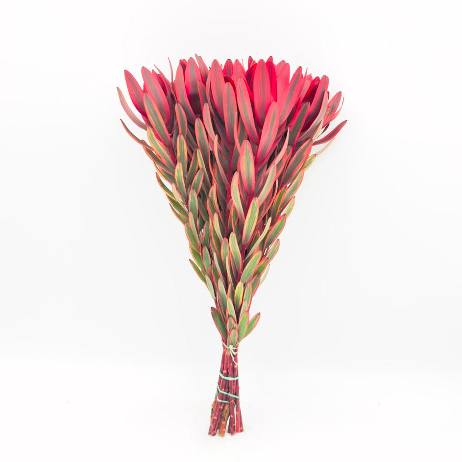 Yester 50cm (x10s)
