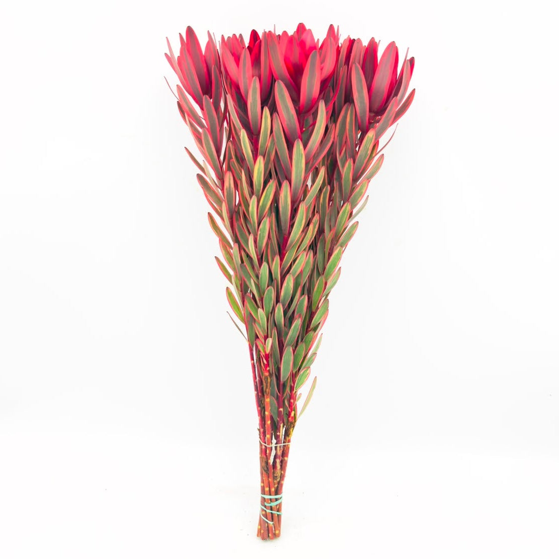Yester 60cm (x10s)