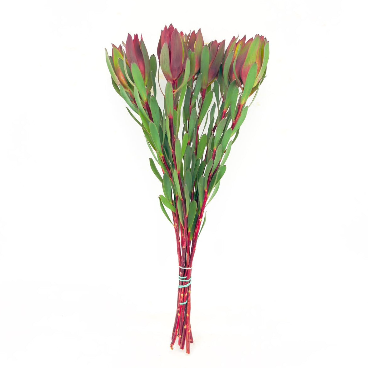 Senorita 50cm (x10s)