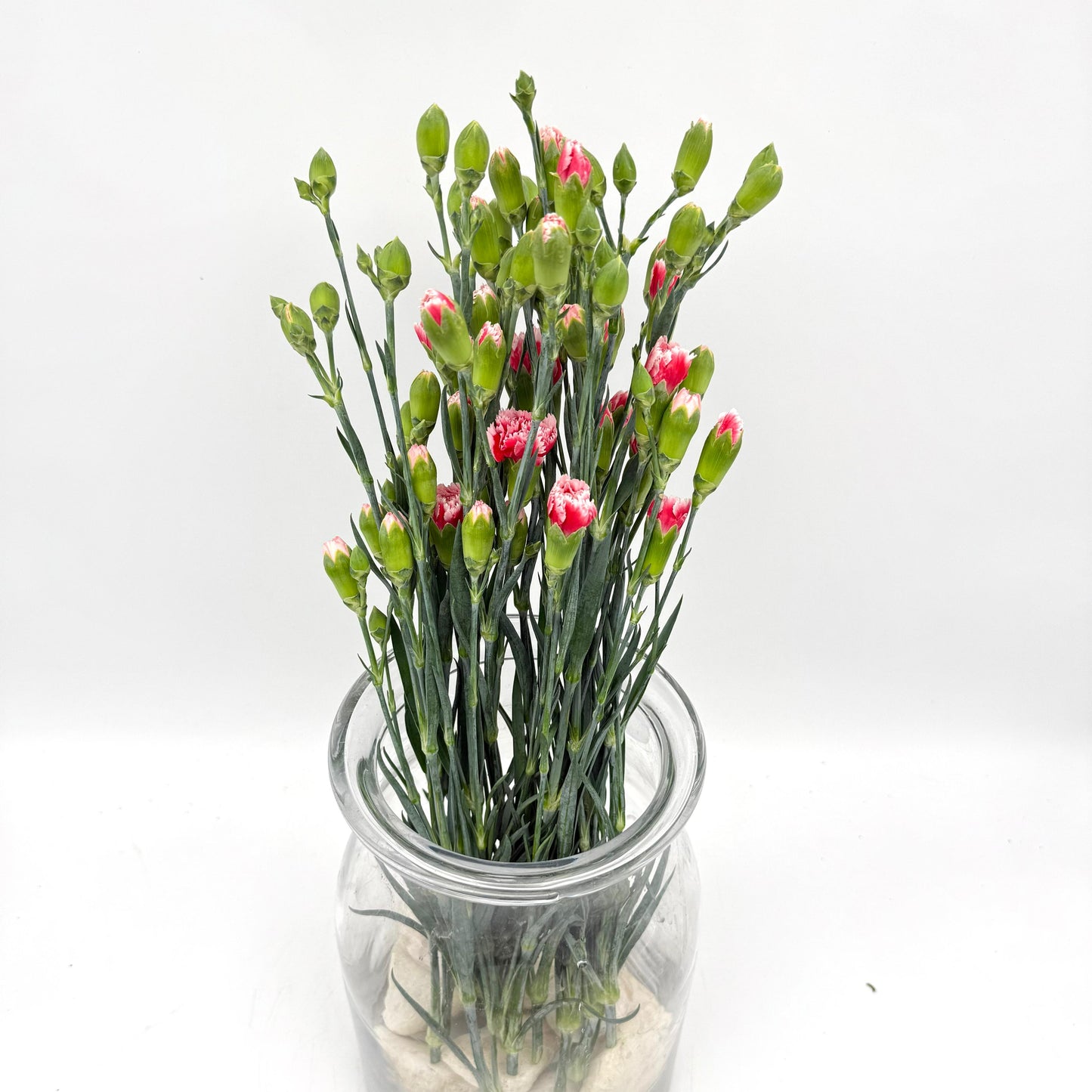 Dianthus caryophyllus Picotee Red (x10s)