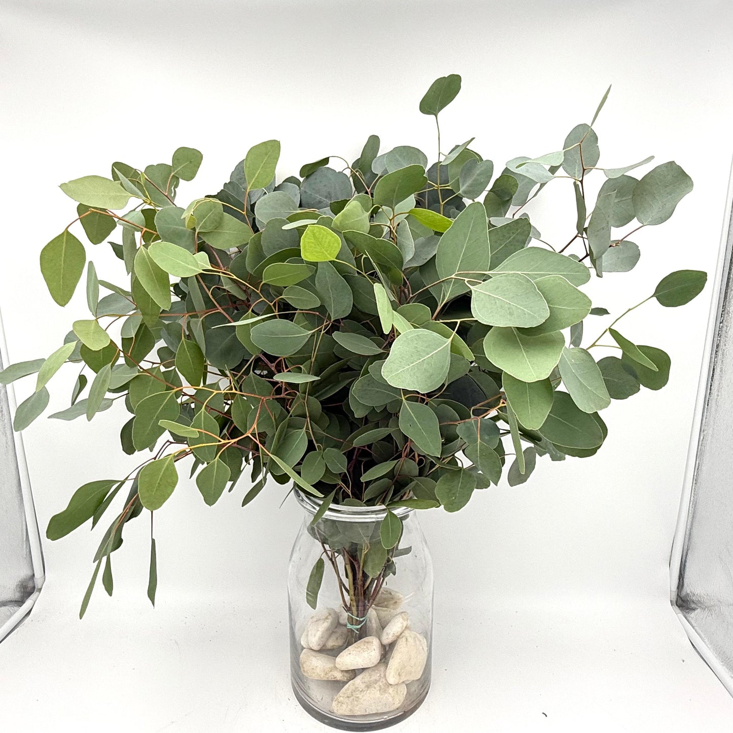 Eucalyptus Populus 70cm (x10s)