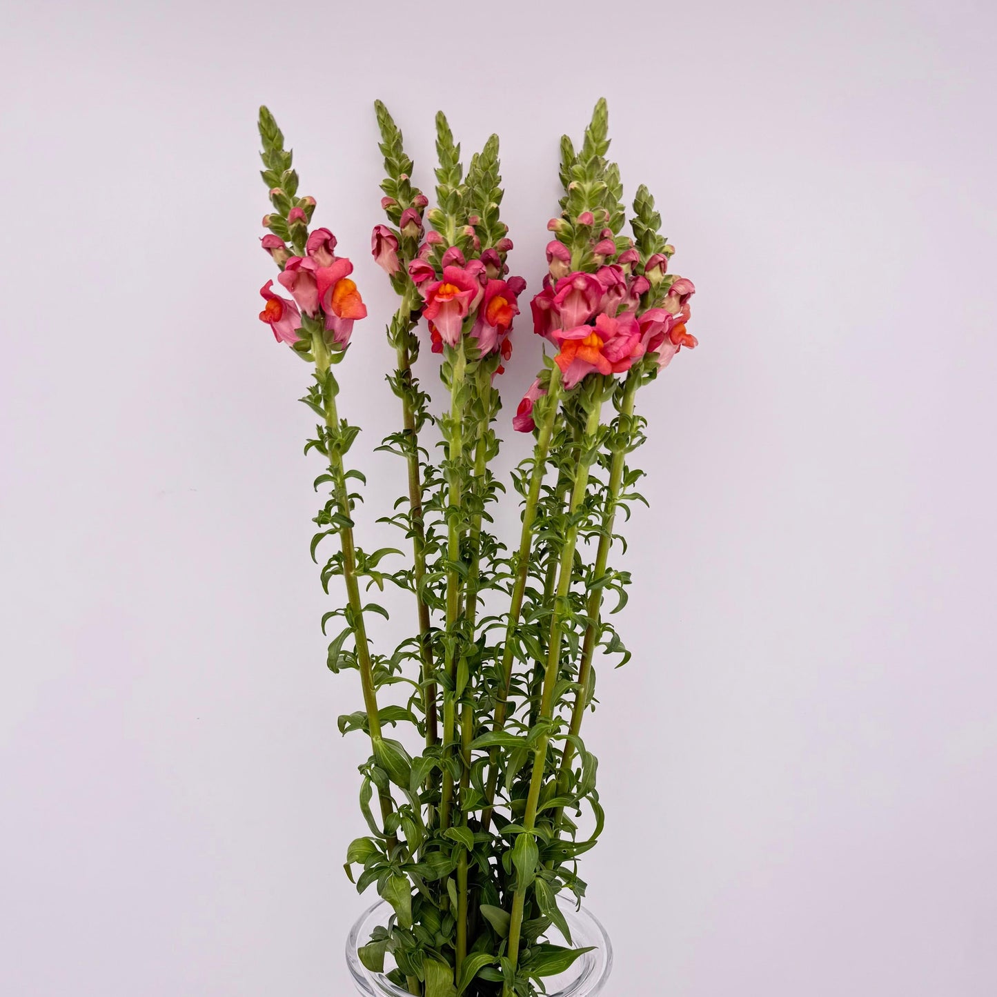 Antirrhinum Orange (x10s)
