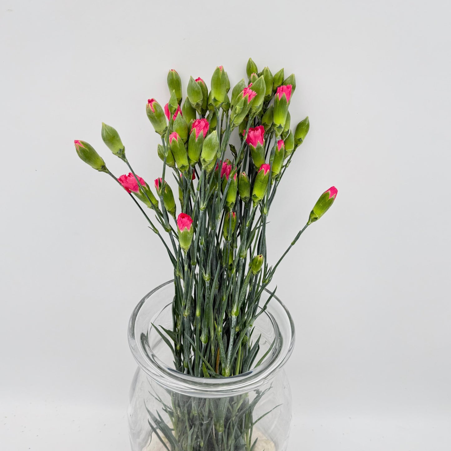 Dianthus caryophyllus Pink (x10s)