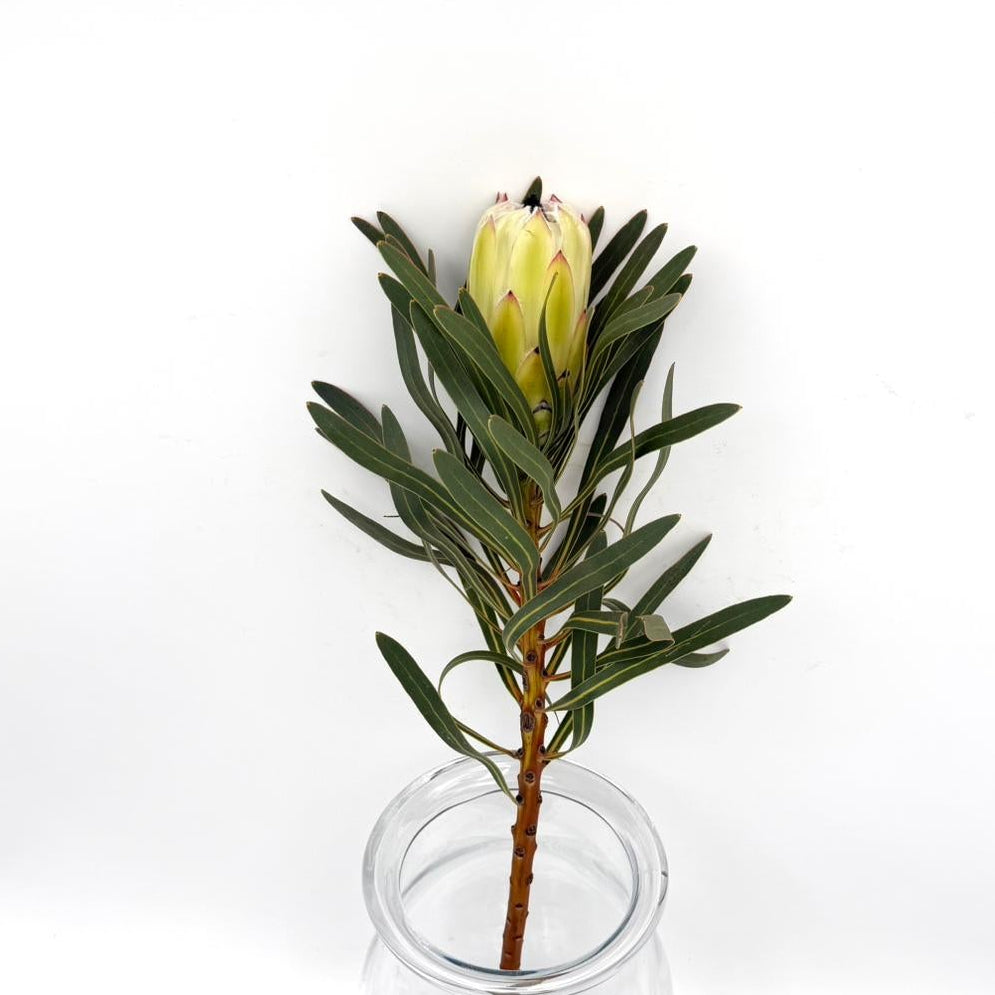 Protea White Night 60cm (x1s)