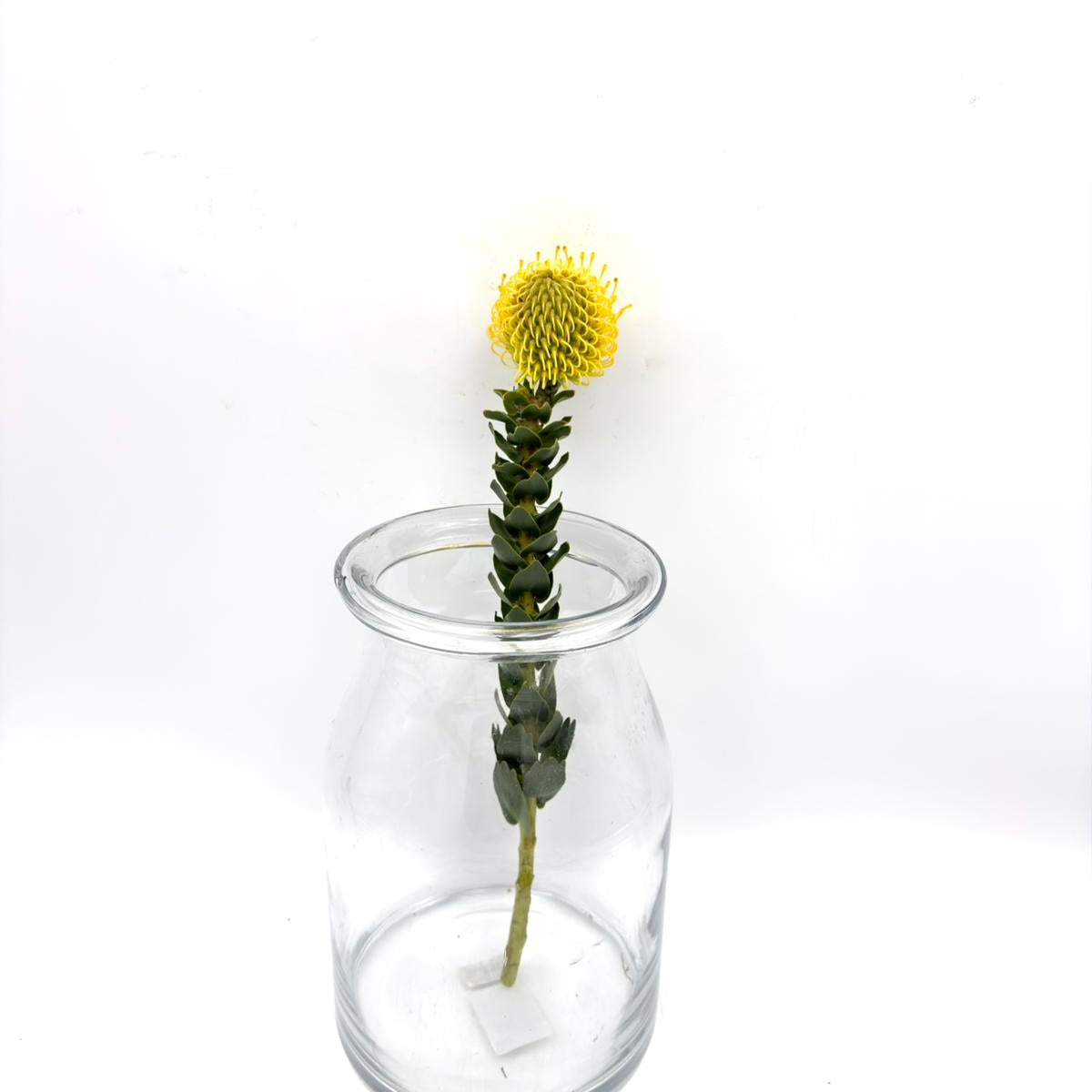 High Gold 40cm (x1s)