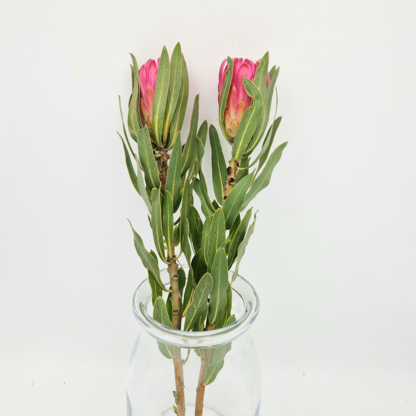 Brenda 60cm (x1s)