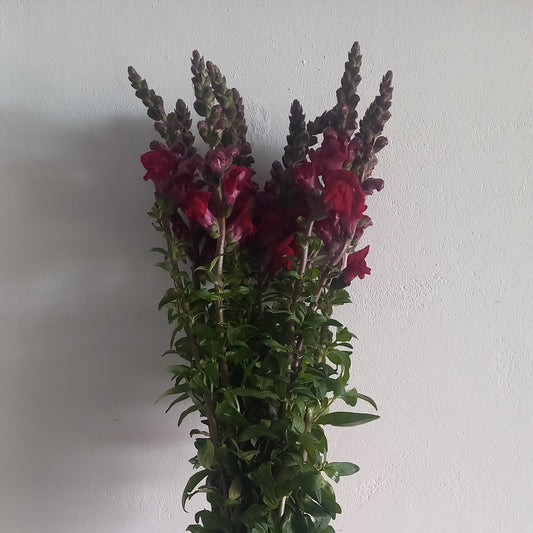 Antirrhinum Red (x10s)