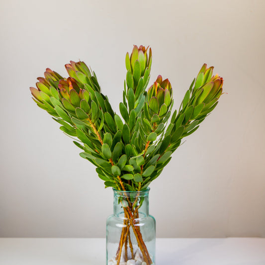 Goldstrike 40-50cm (x10s)