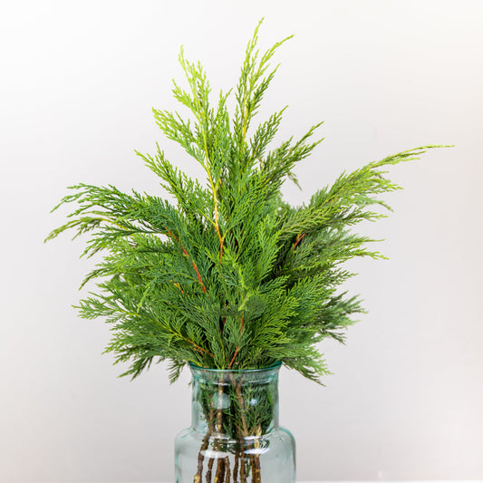 Conifer (x10s)