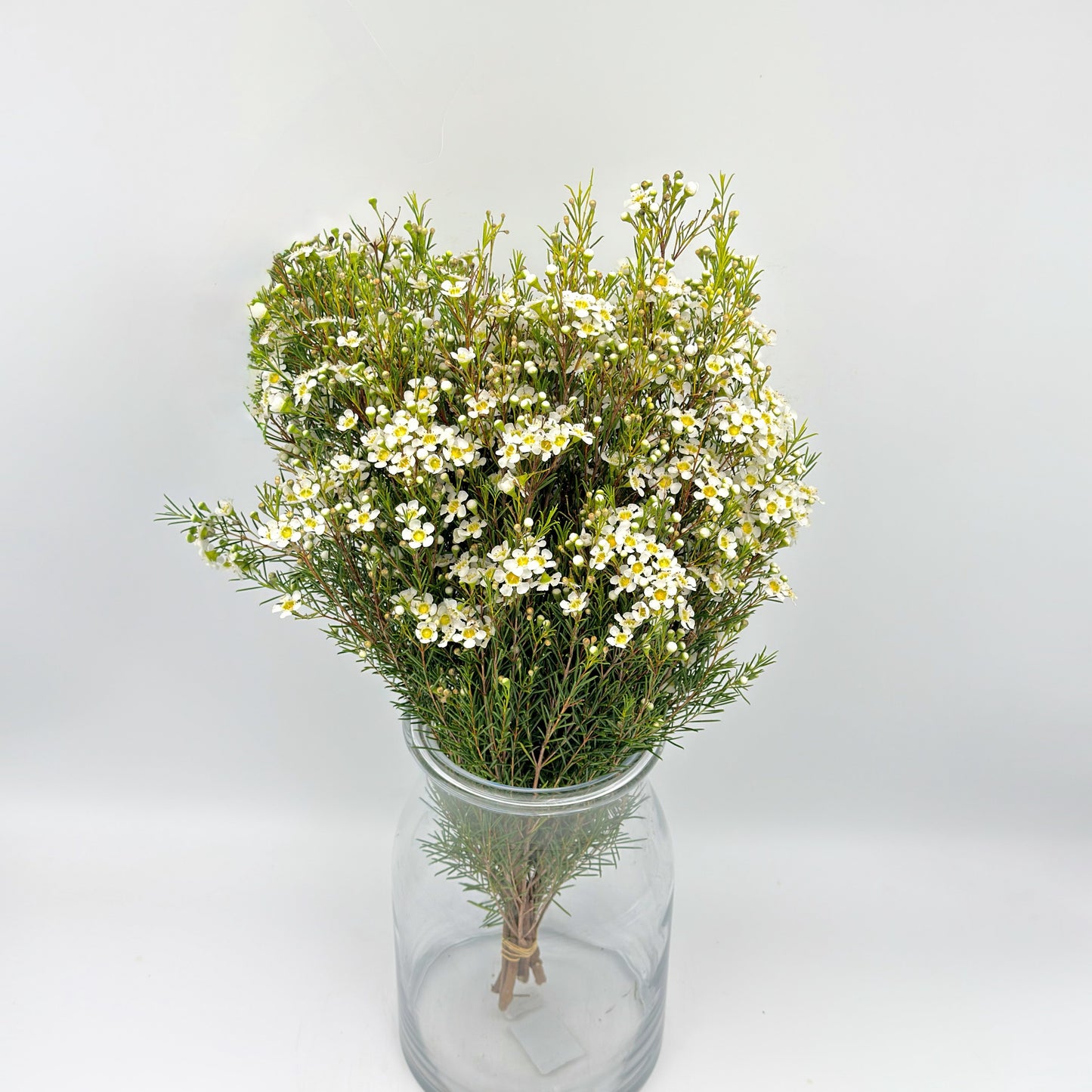 Chamelaucium (flor de cera) Branco 55cm (x5s)
