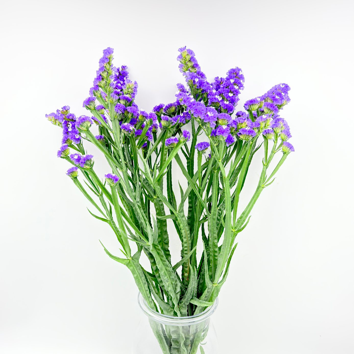 Limonium Statice Violeta 70cm (x5s)