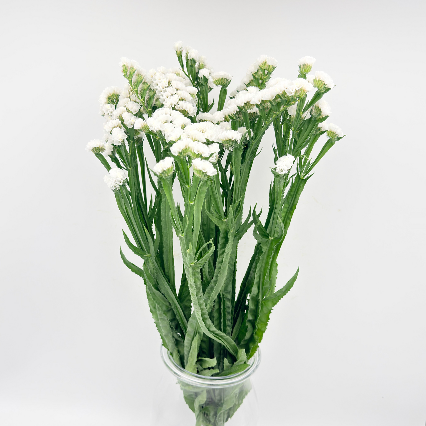 Limonium Statice White 70cm (x5s)