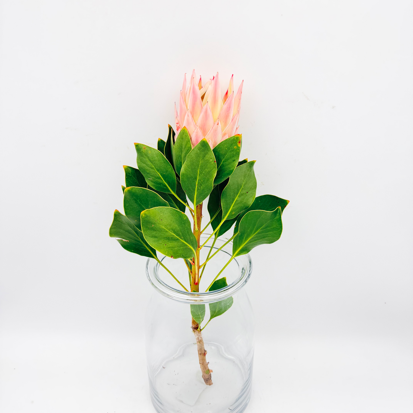 Cynaroid King 50cm (x1s)