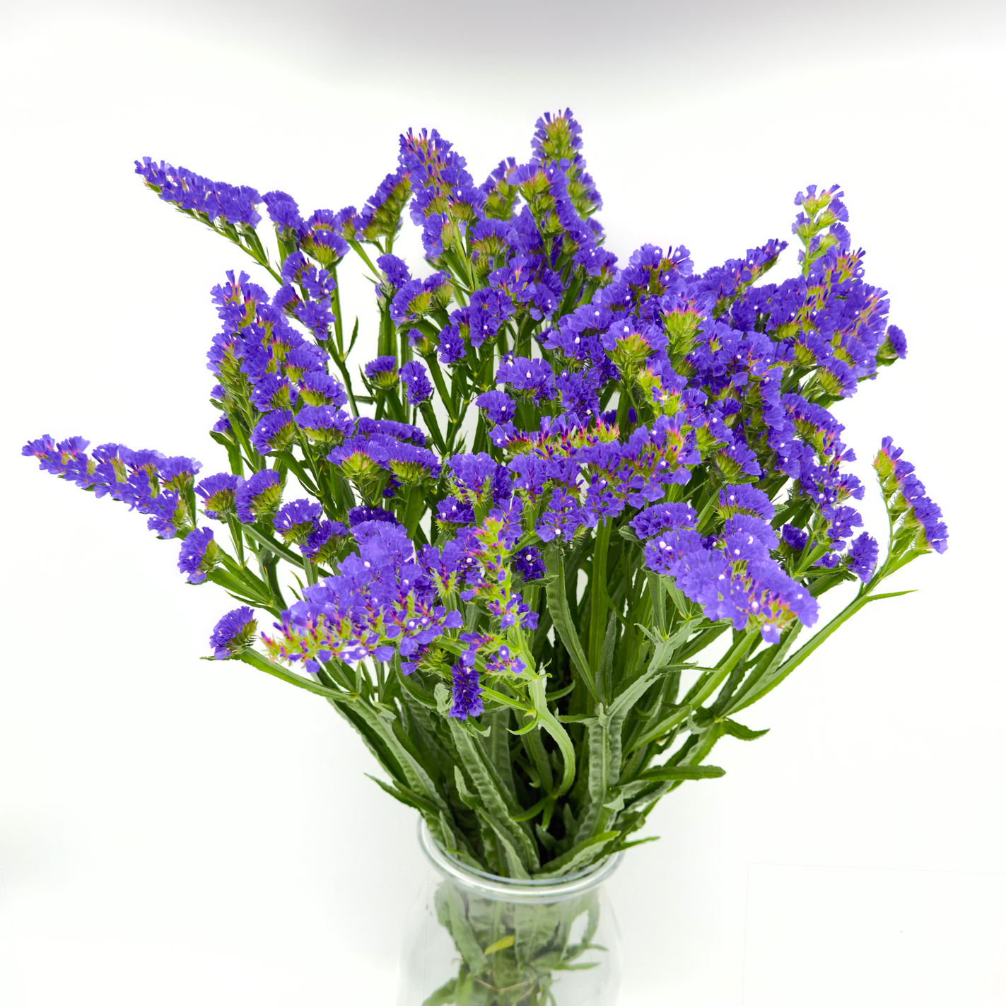 Limonium Statice Violeta 70cm (x10s)
