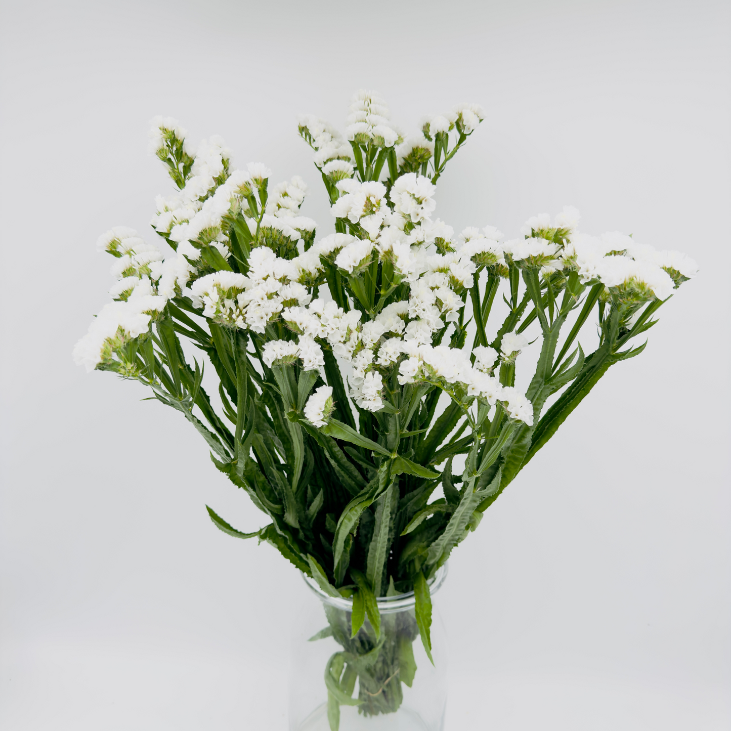 Limonium Statice White 70cm (x10s)