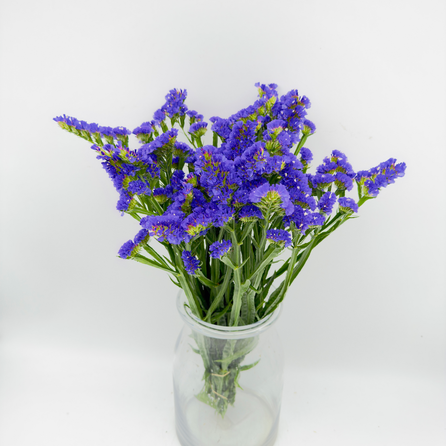 Limonium Statice Violeta 50cm (x10s)
