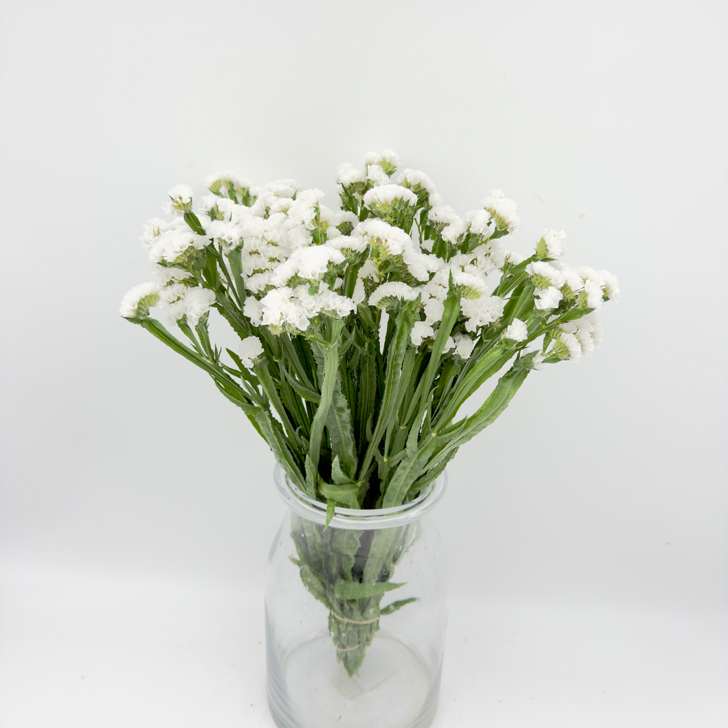 Limonium Statice White 50cm (x10s)