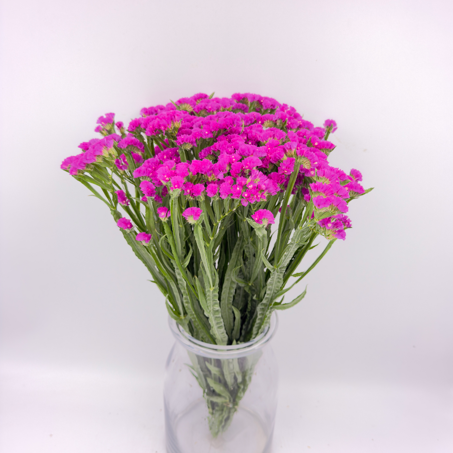 Limonium Statice Pink 50cm (x10s)