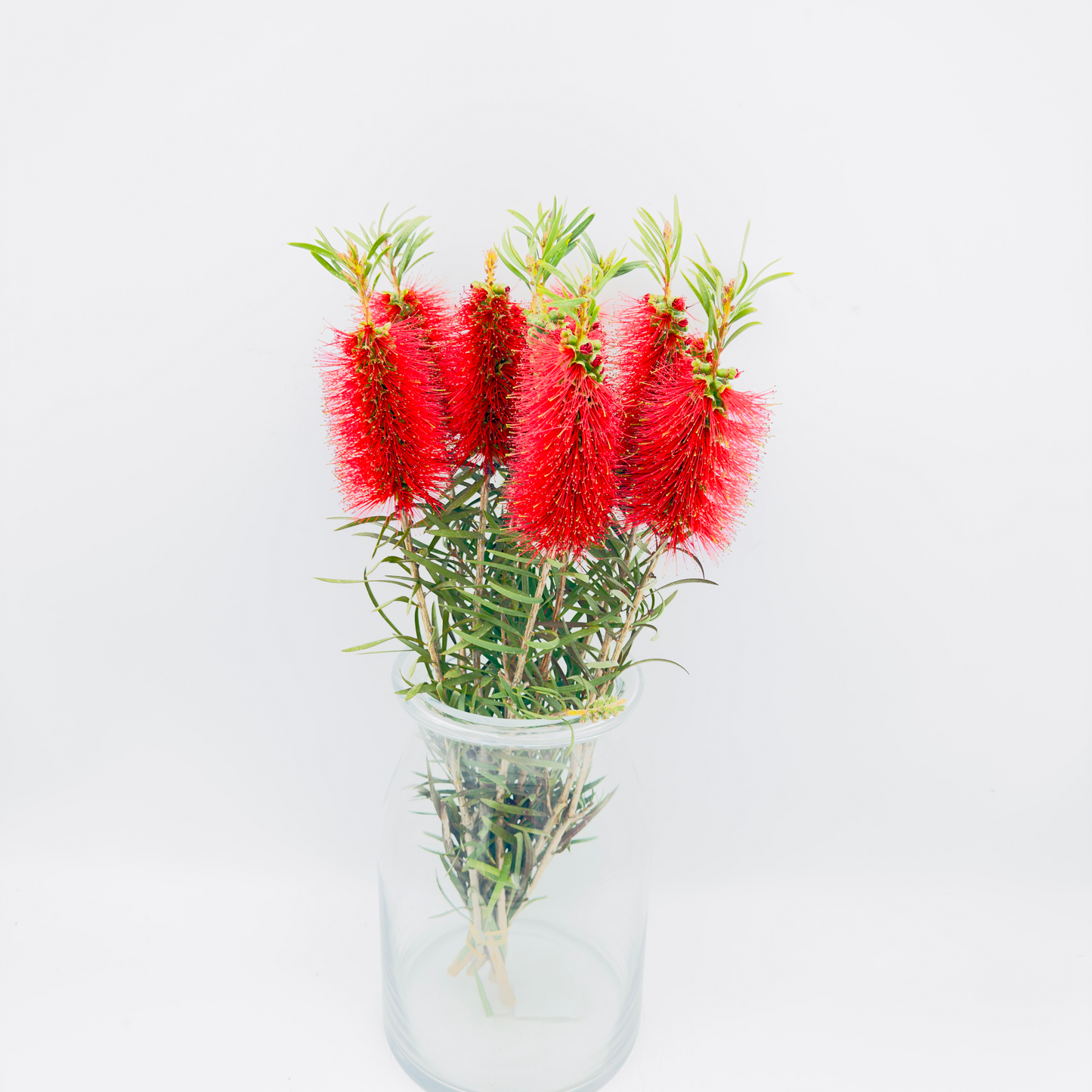 Callistemon Single 50cm (x10s)