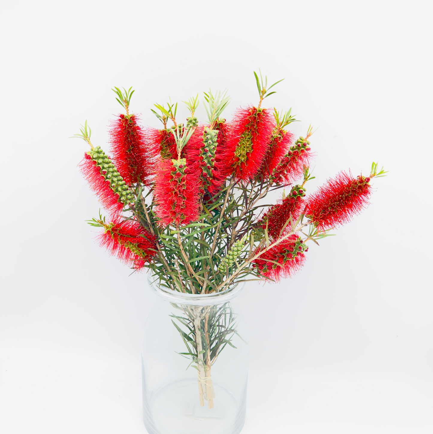 Callistemon Spray 50cm (x5s)