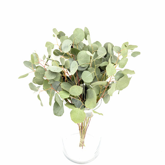Eucalyptus Populus 50cm (x10s)