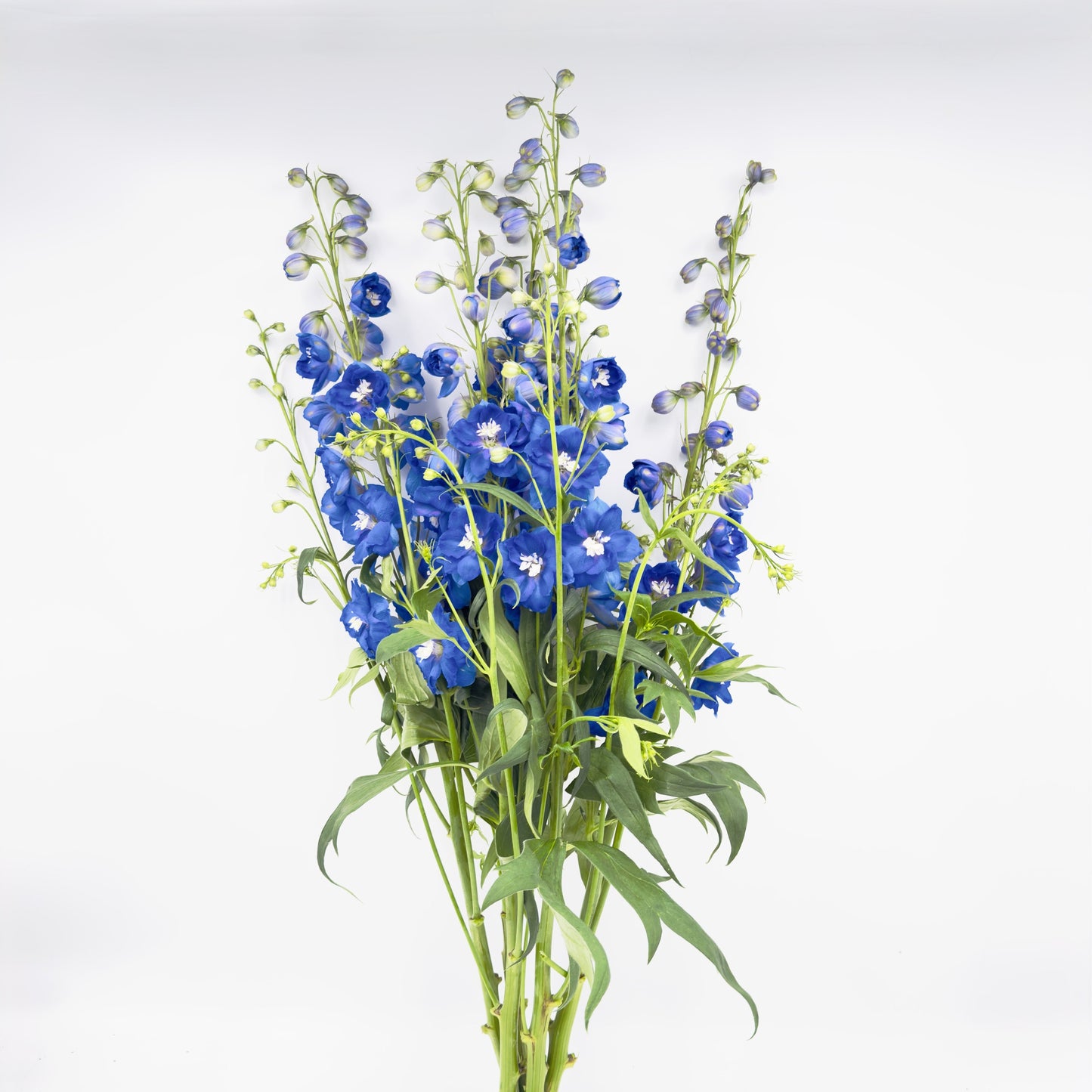 Delphinium Elatum 'Morning Light' Double Flowered 80cm (x5s)