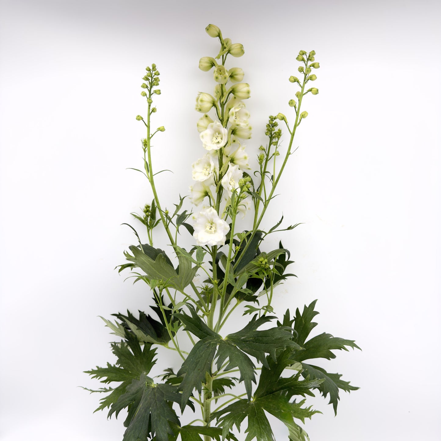 Delphinium Elatum White 80cm (x1s)