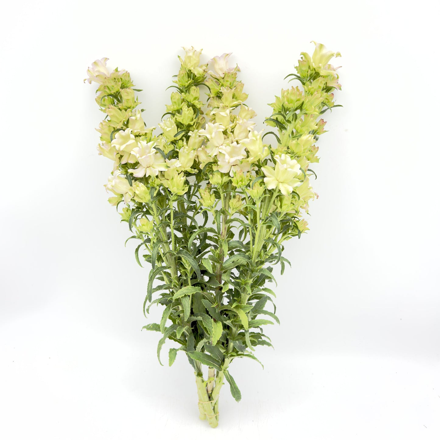 Campanulas Evergreen Rose 60cm (x5s)