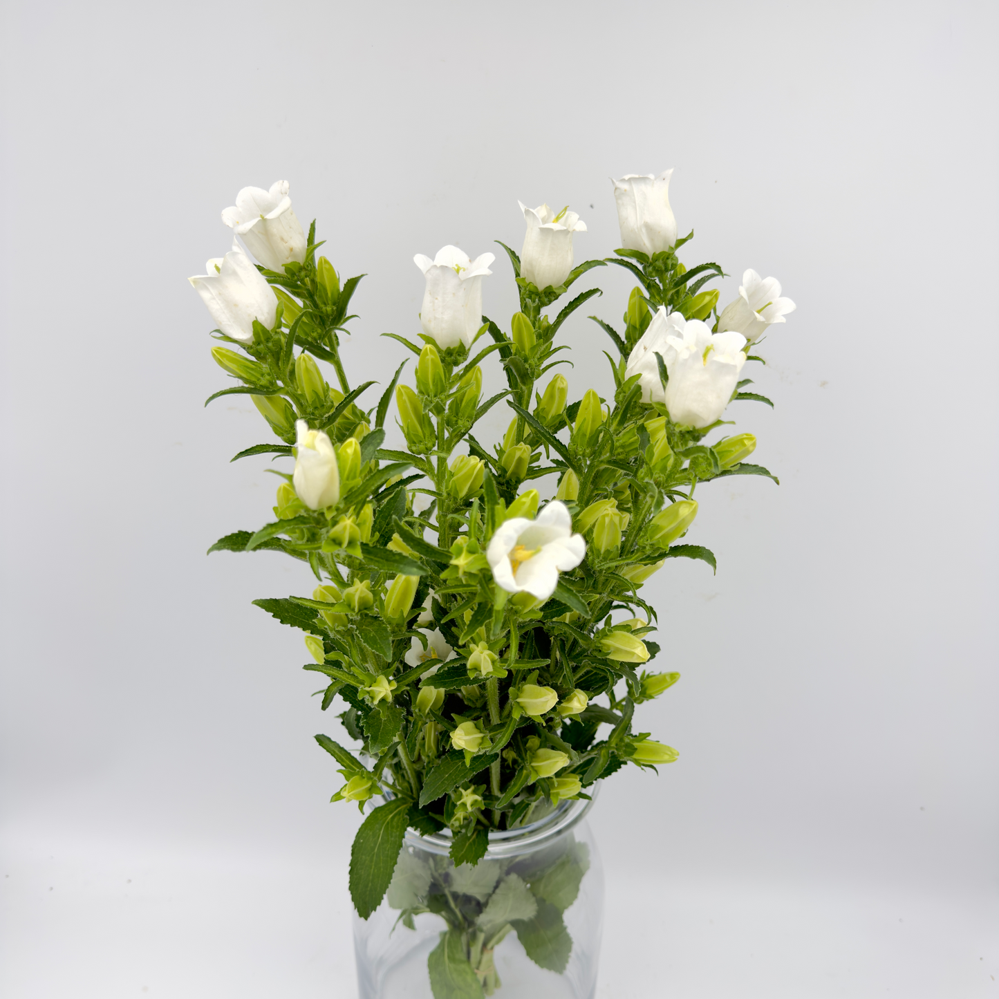 Campanula White 60cm (x10s)