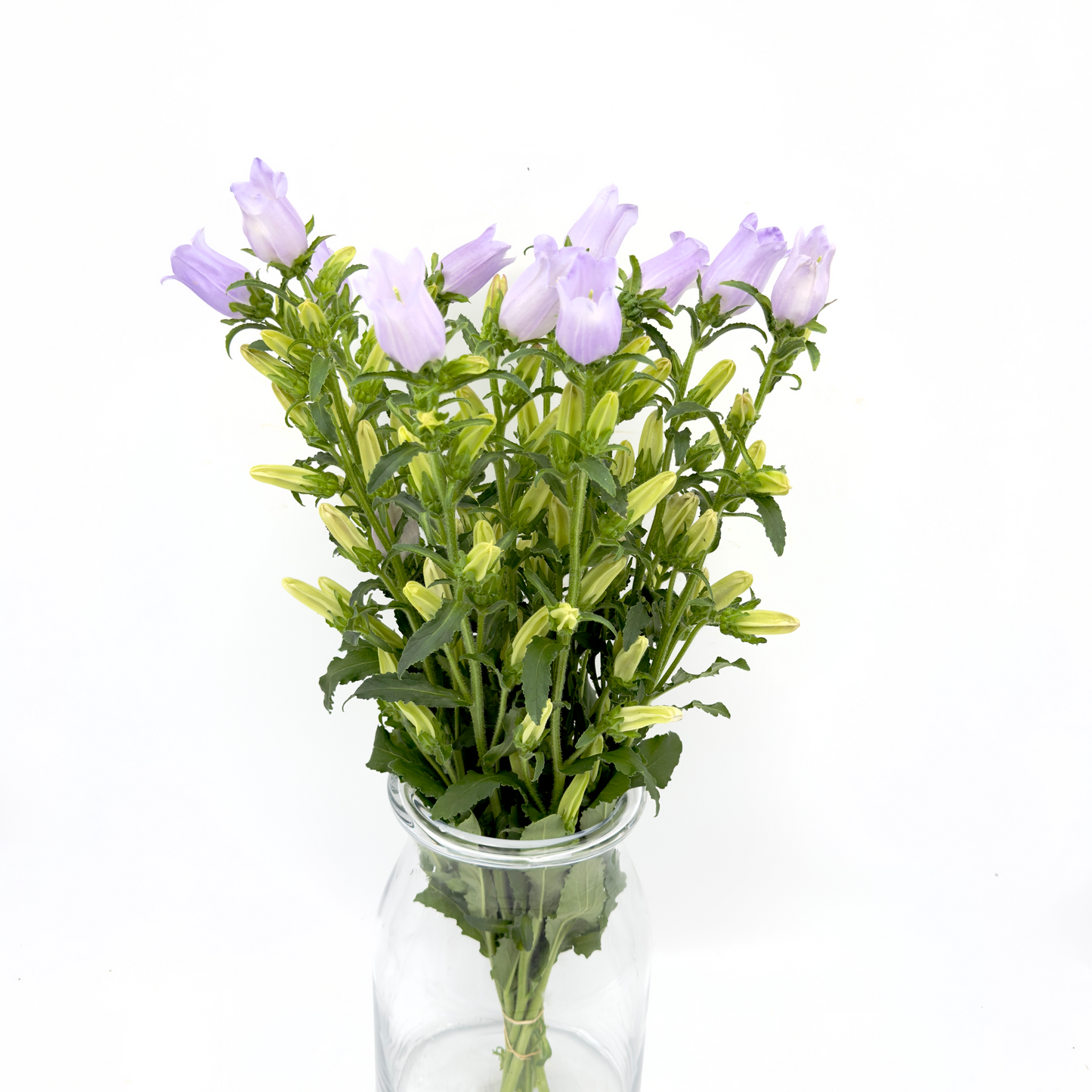 Campanula Lavender 60cm (x10s)