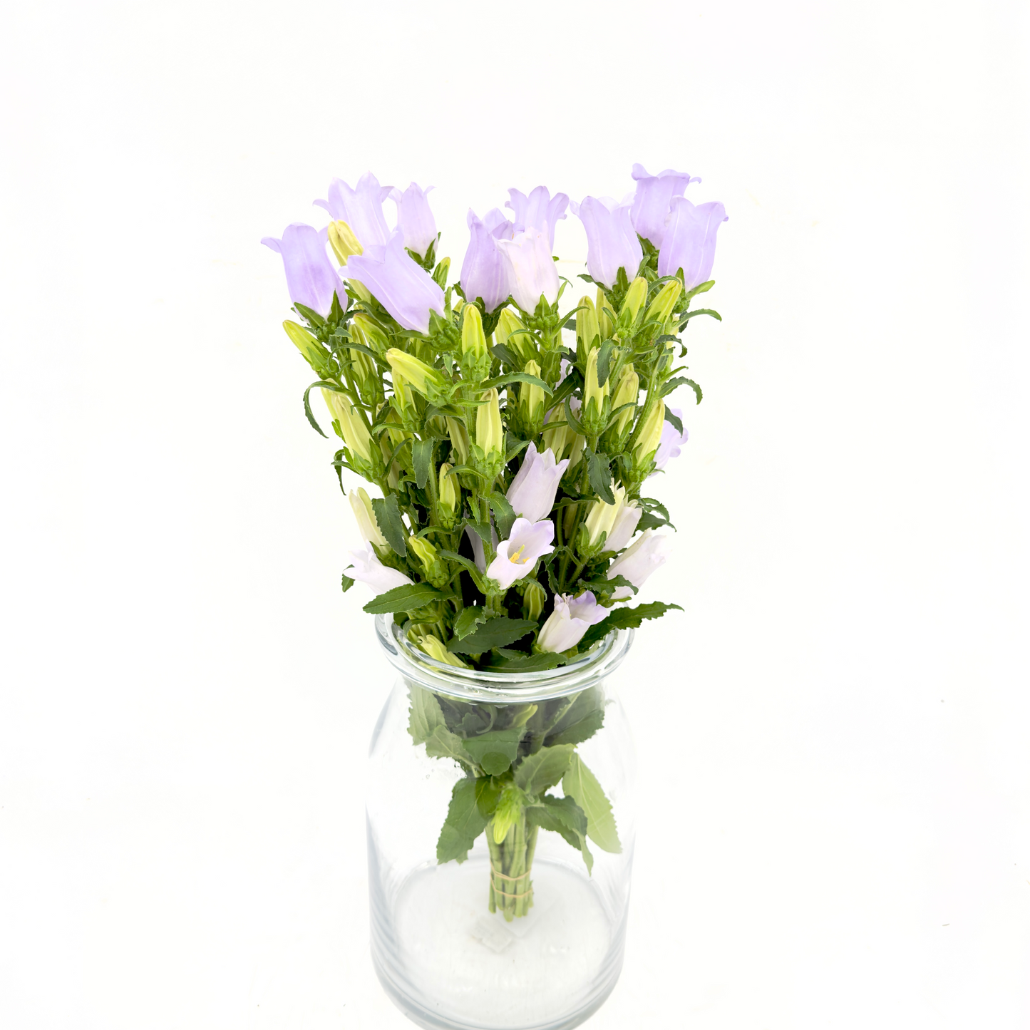Campanula Lavender 50cm (x10s)