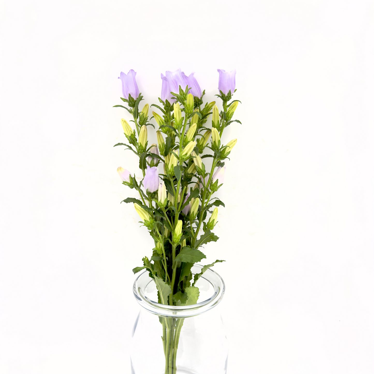 Campanula Lavender 60cm (x5s)