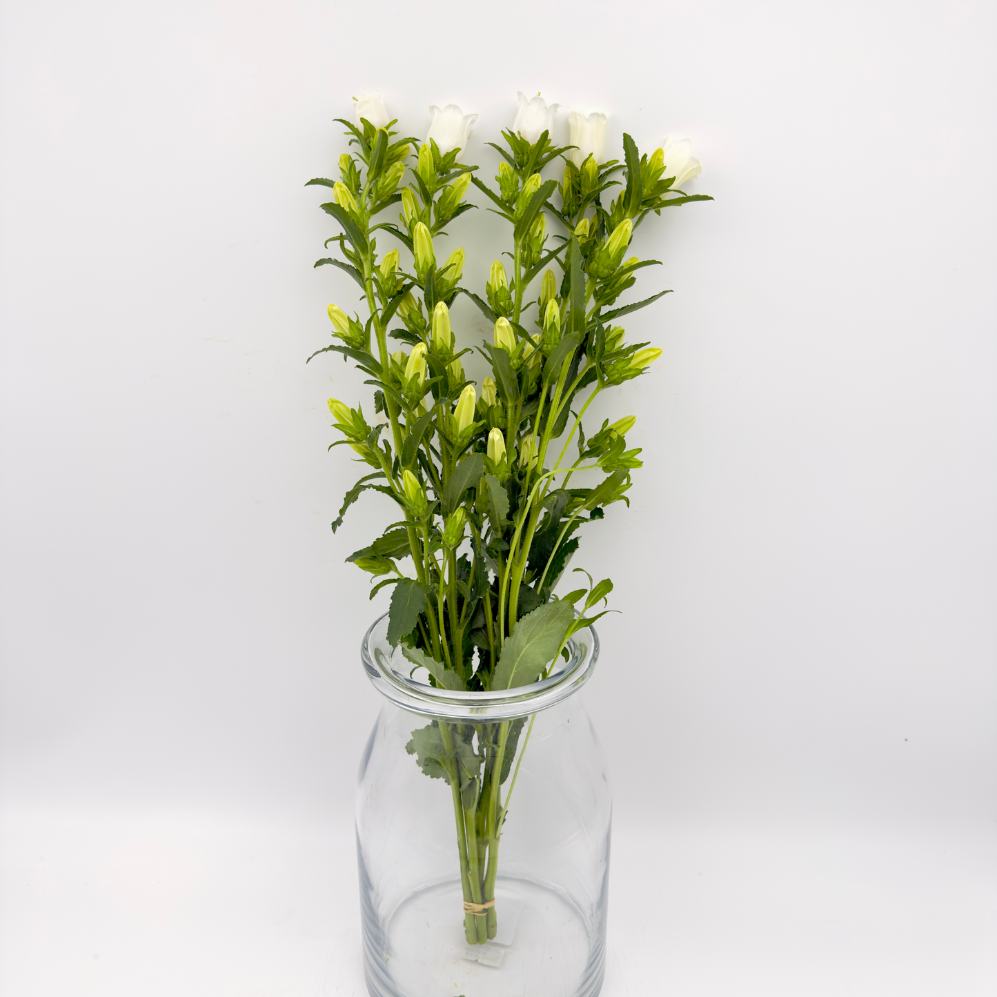 Campanula White 60cm (x5s)