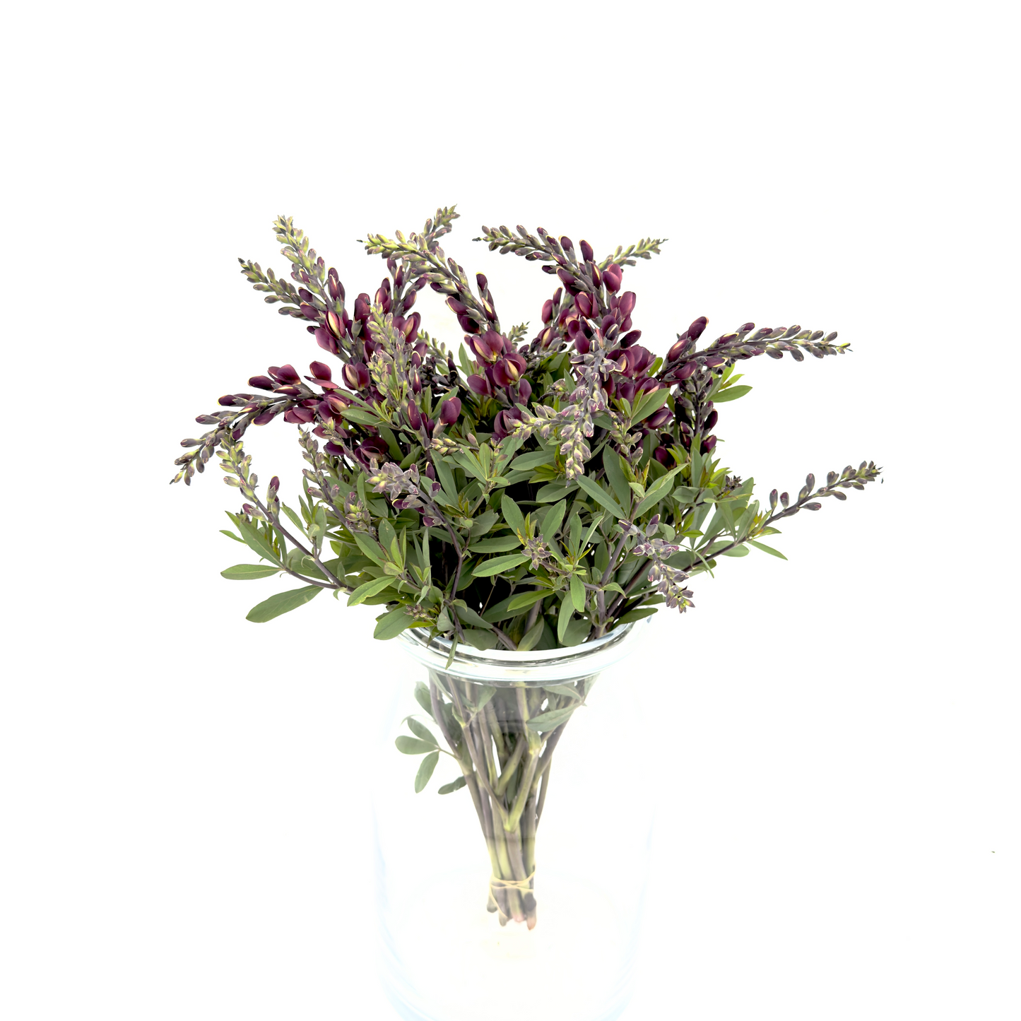 Baptisia 45cm (x10s)