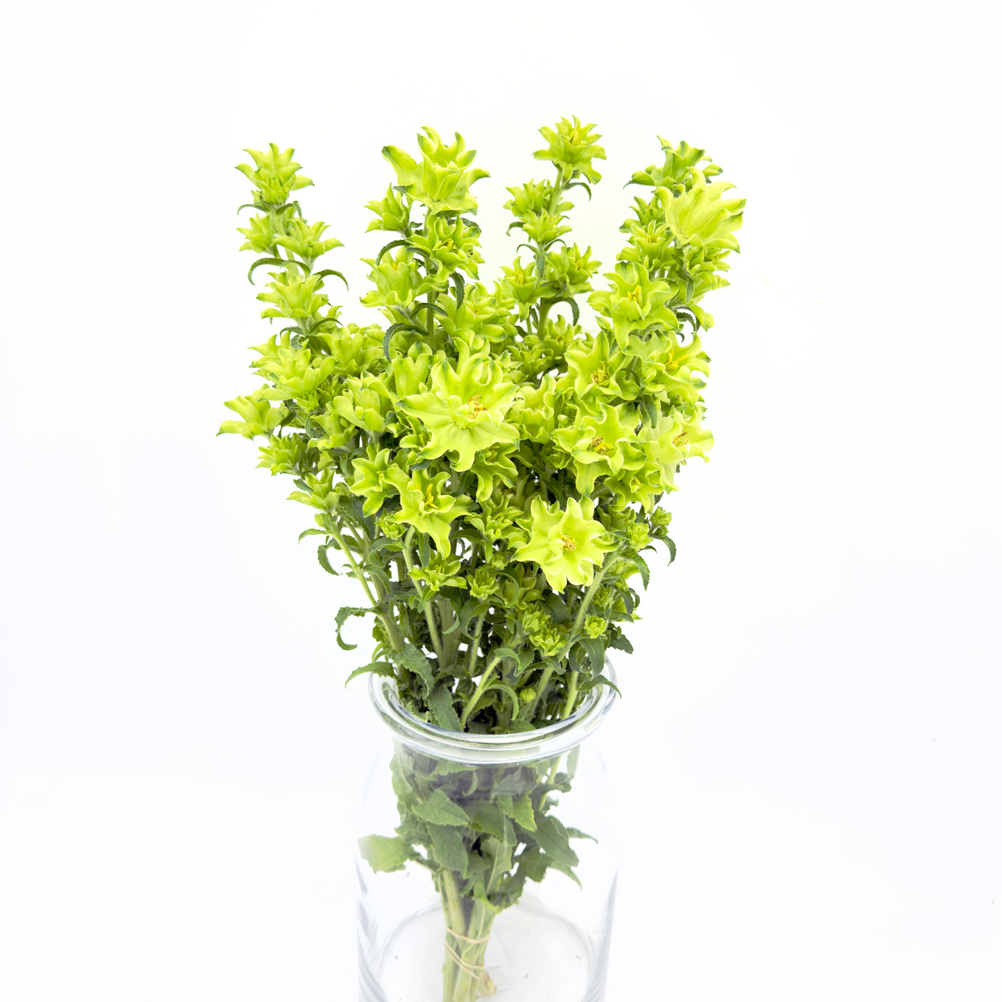 Campanula Evergreen Light Green 60cm (x5s)