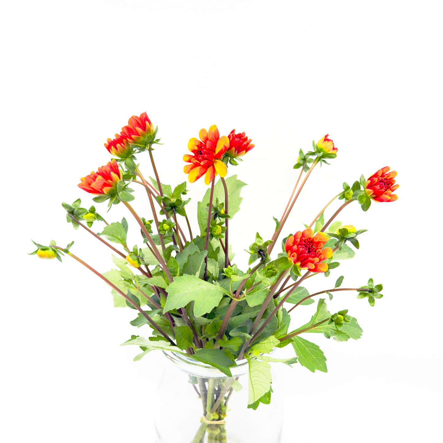 Dahlia Dark Orange 45-50cm (x10s)