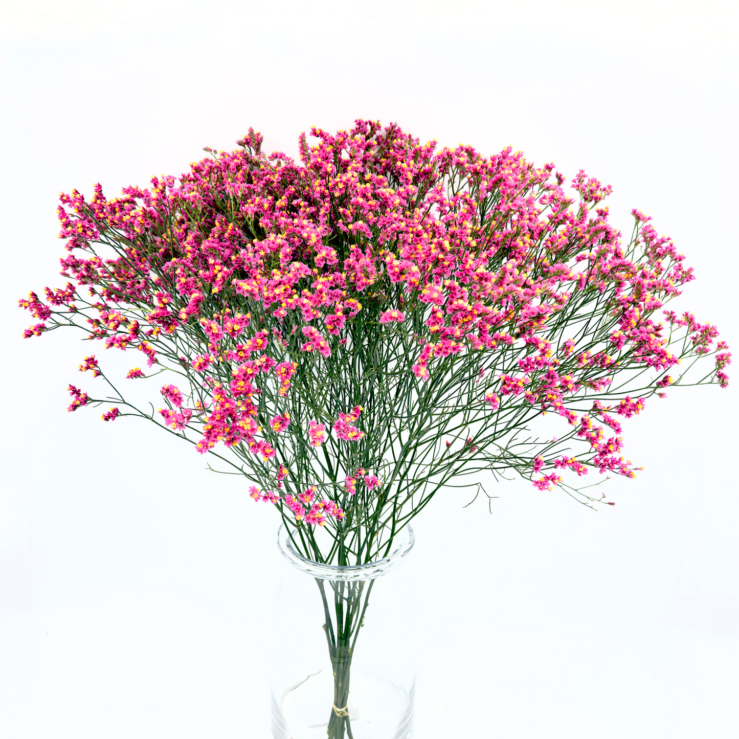 Limonium Sinensis Tiffany Diamond 70cm (x10s)