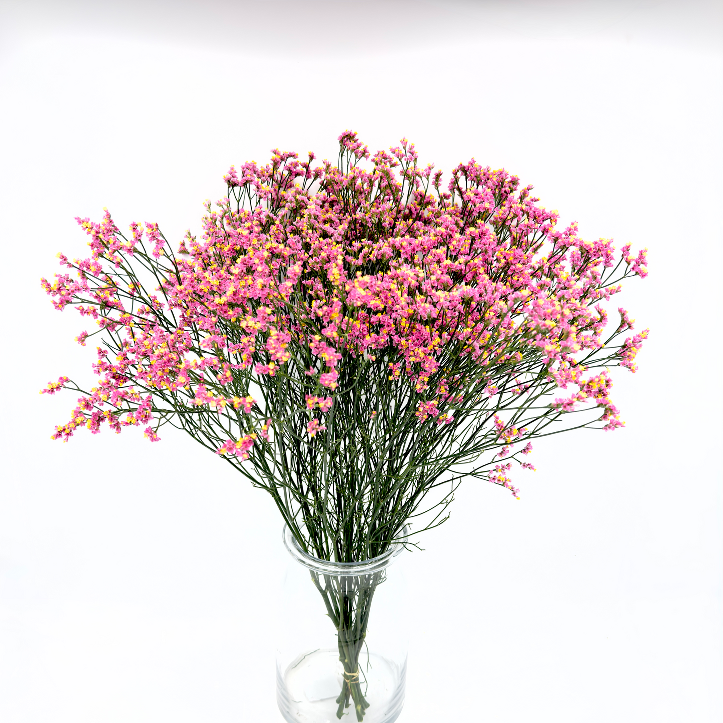 Limonium Sinensis Anouchka Diamond 70cm (x10s)