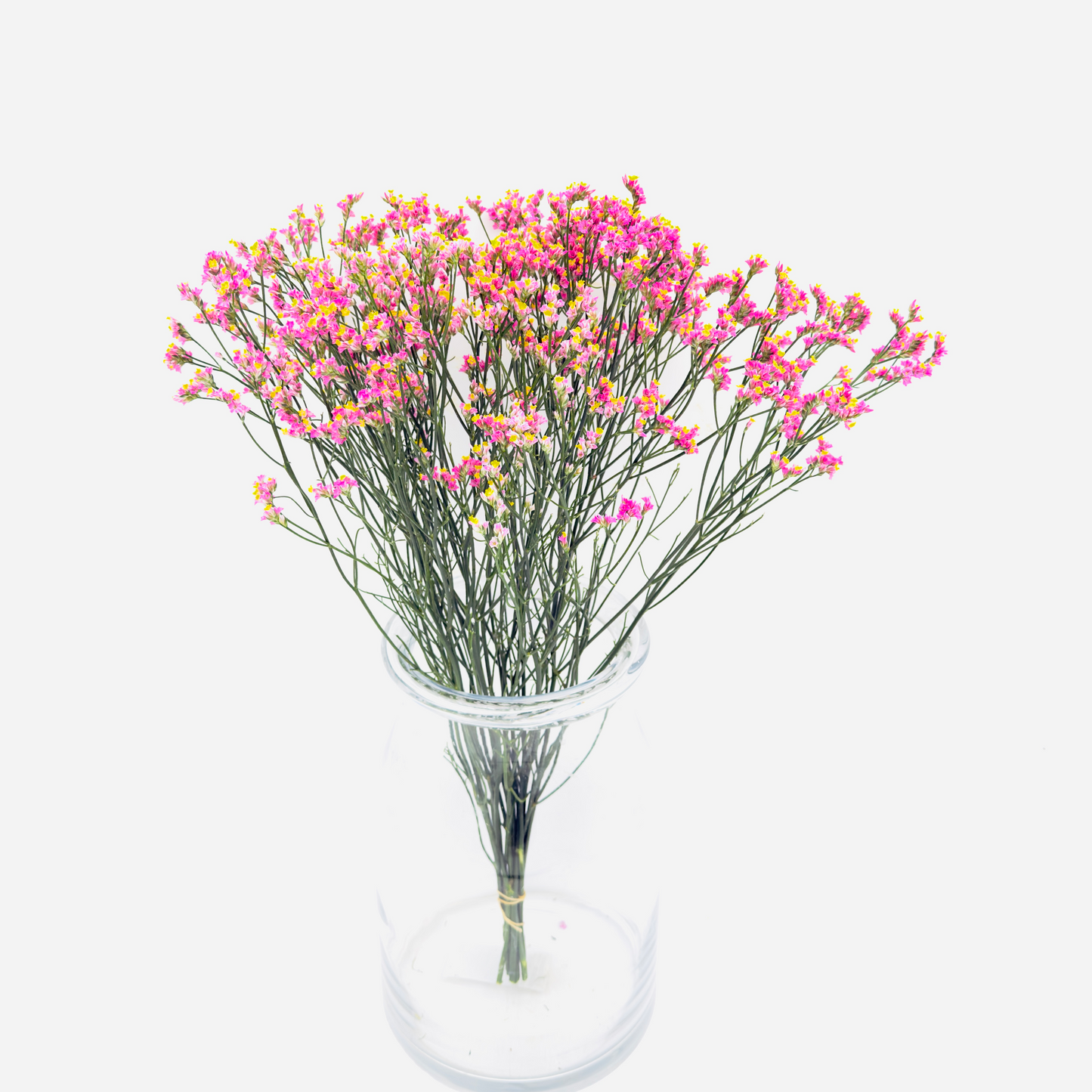 Limonium Sinensis Anouchka Diamond 50cm (x10s)