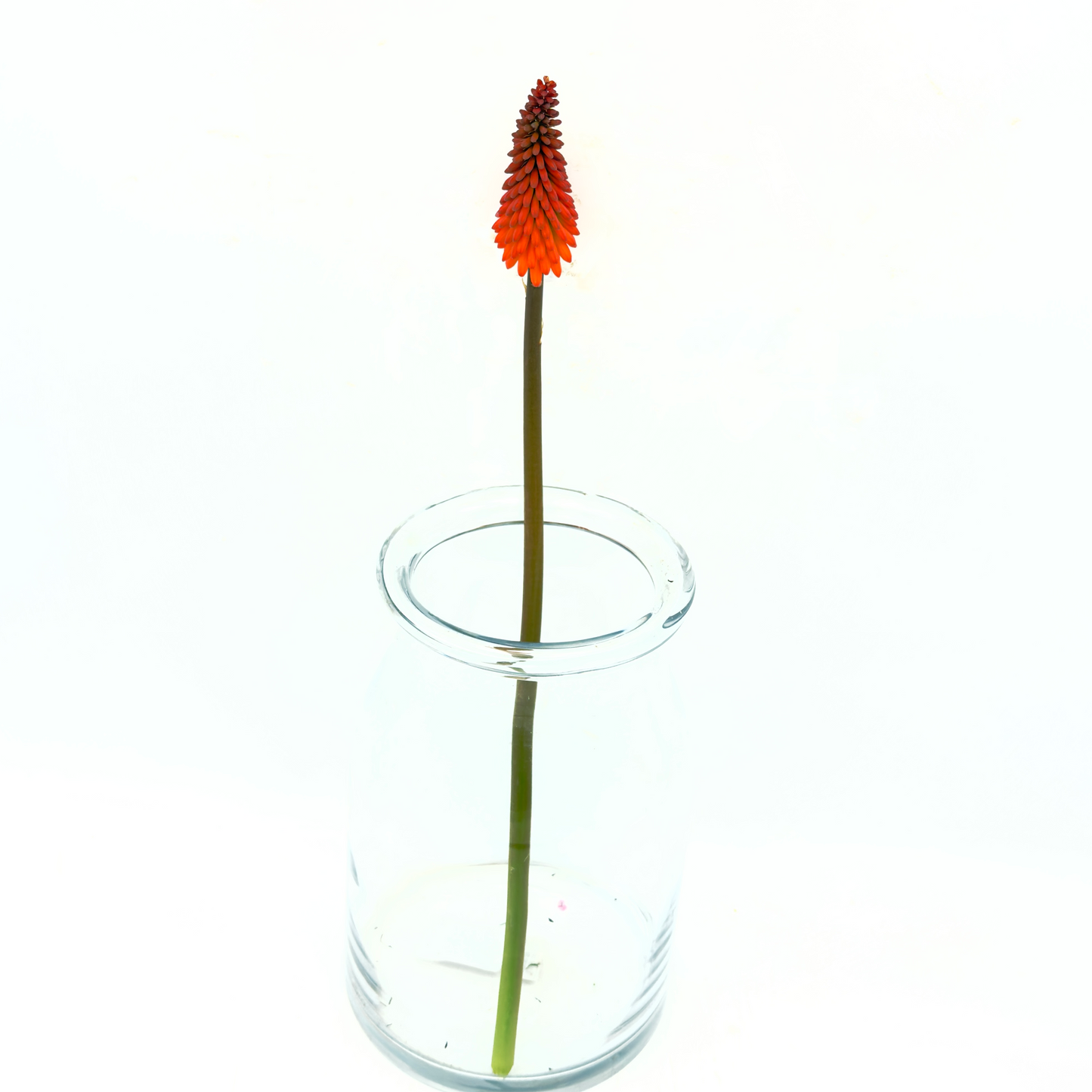 Kniphofia Orange 50cm (x1s)