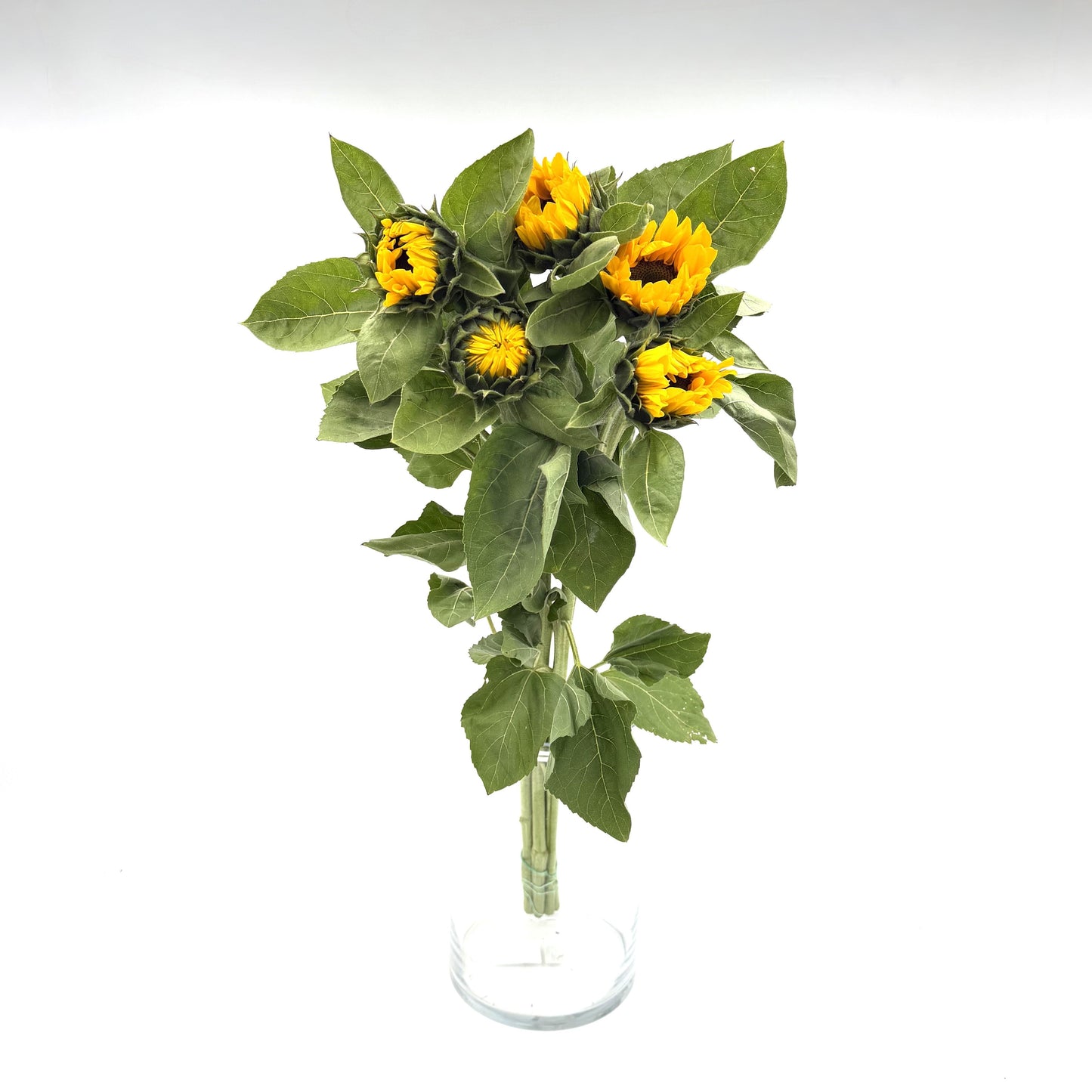 Helianthus / Girassol 70-80cm (x5s)