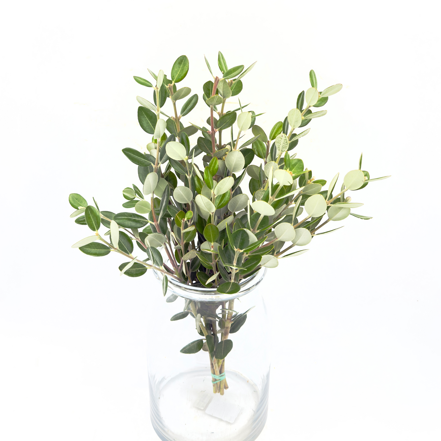 Pittosporum Ralphi 50cm (x5s)