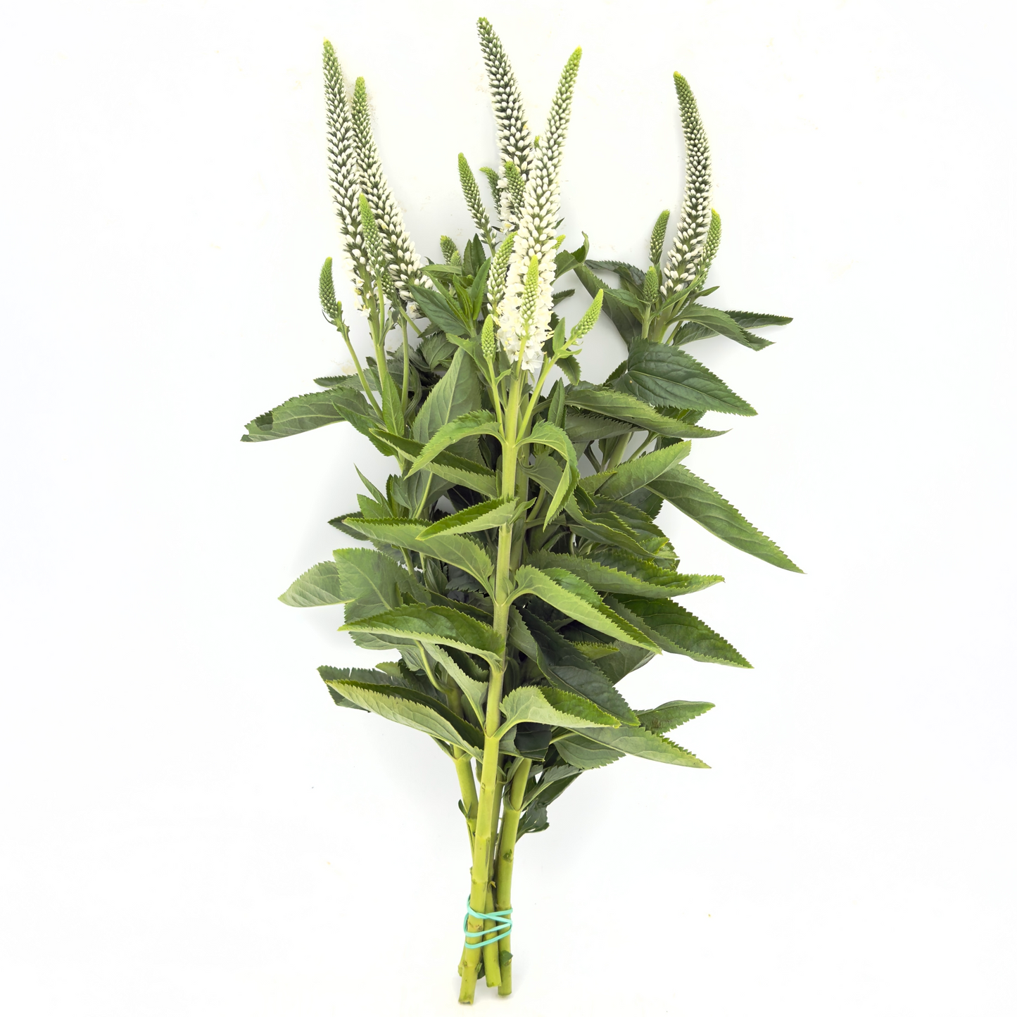 Veronica 40-45cm (x5s)
