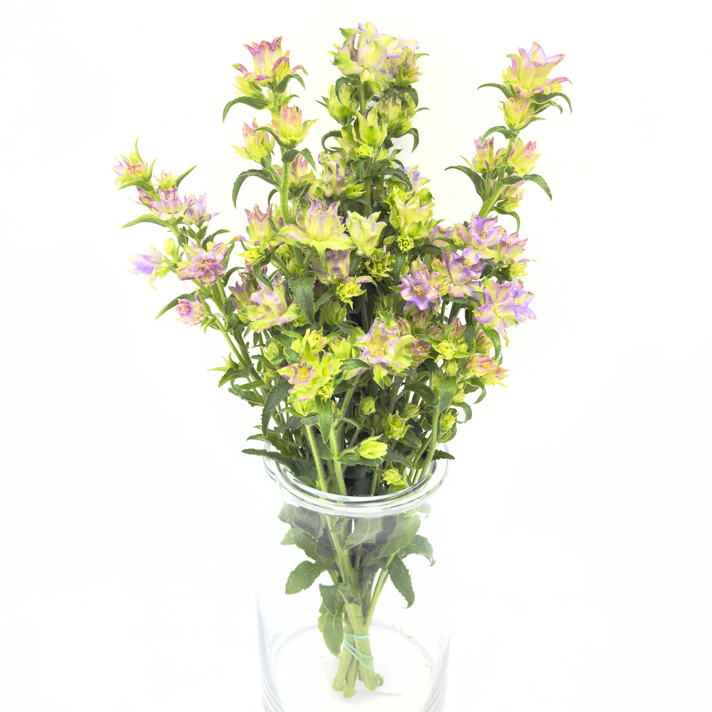 Campanula Evergreen Violeta 60cm (x5s)