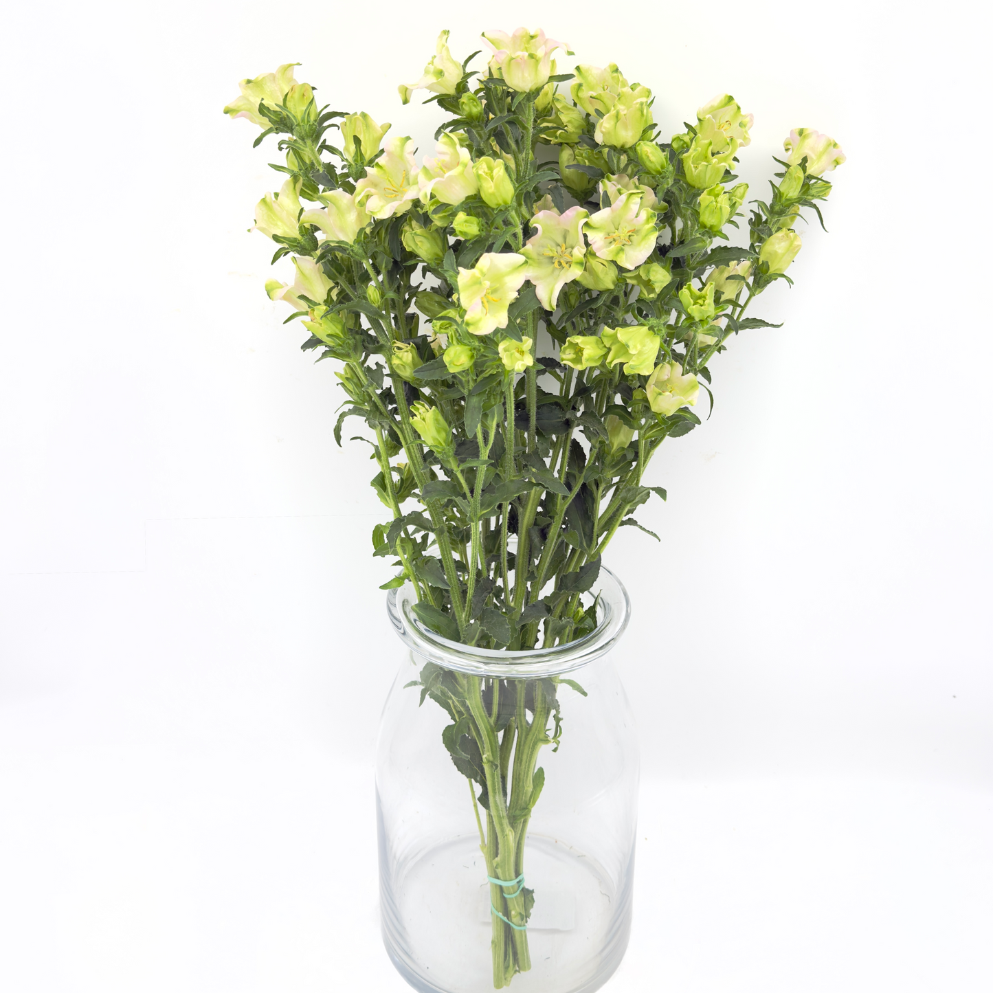 Campanula Evergreen Rose *Single* 60cm (x5s)