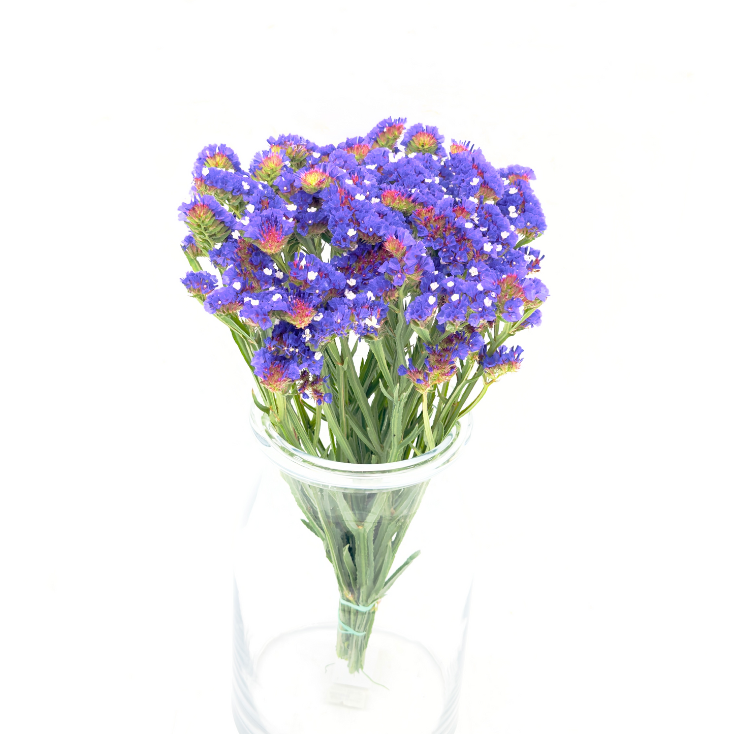 Limonium Statice Violeta 40cm (x10s)