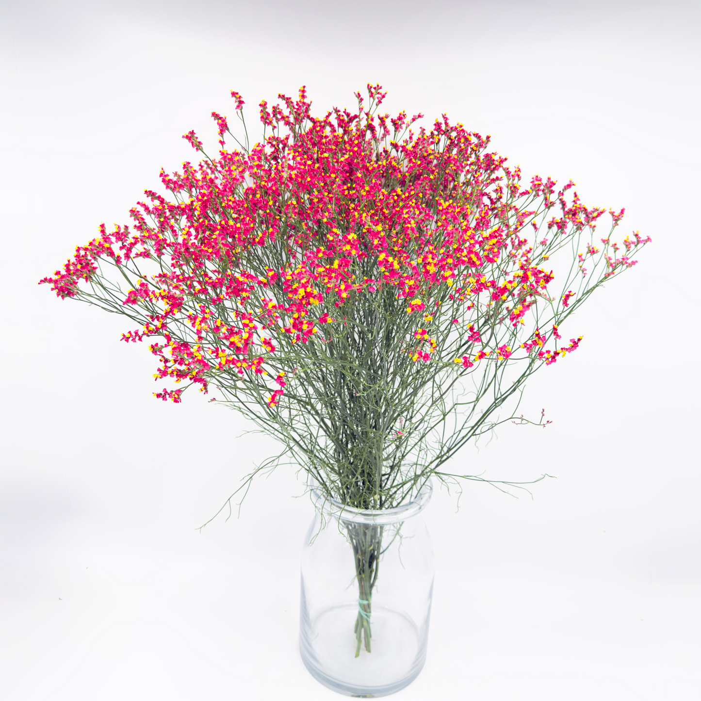 Limonium Sinensis Scarlet Diamond 70cm (x10s)