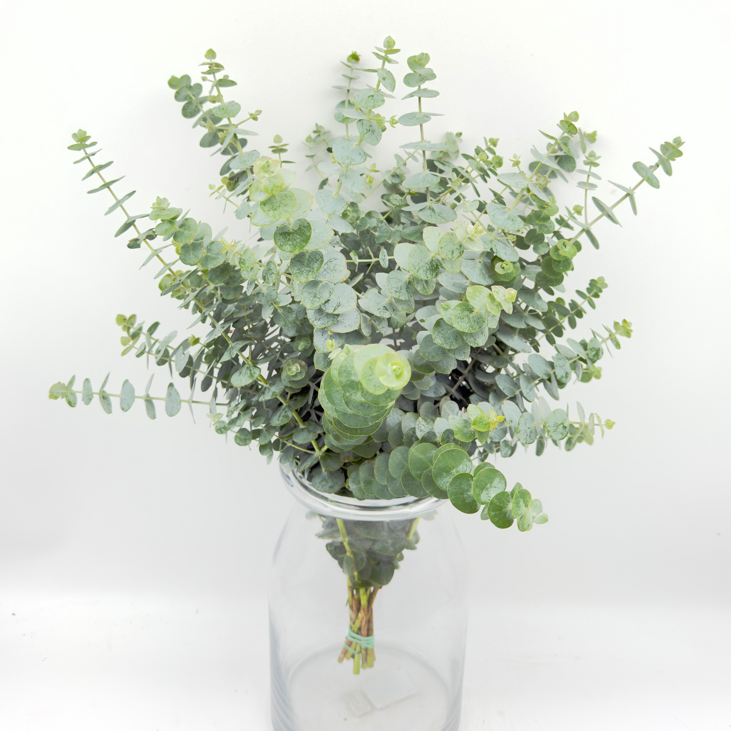 Eucalyptus Baby Blue 55cm (x10s)
