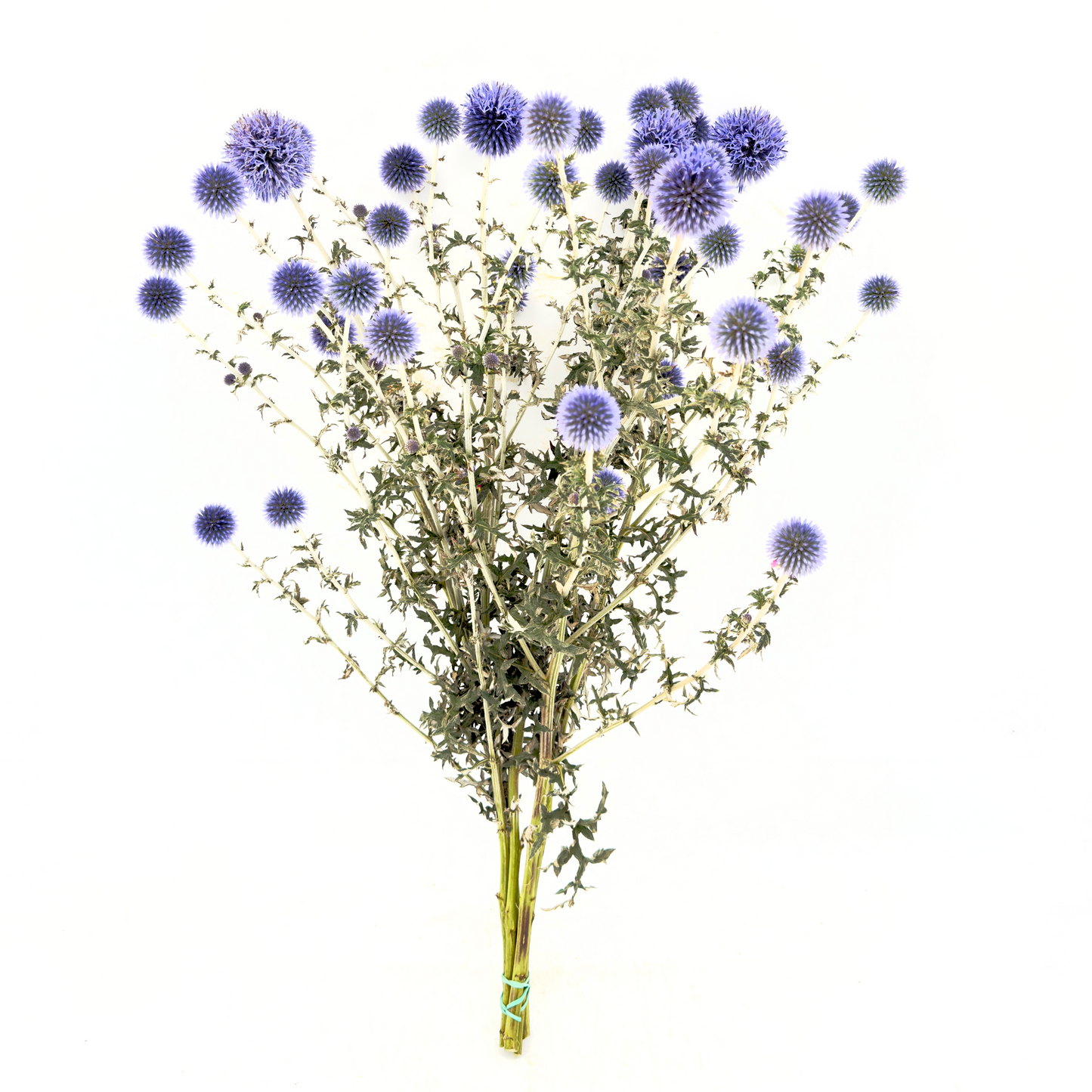 Echinops 55-60cm (x5s)