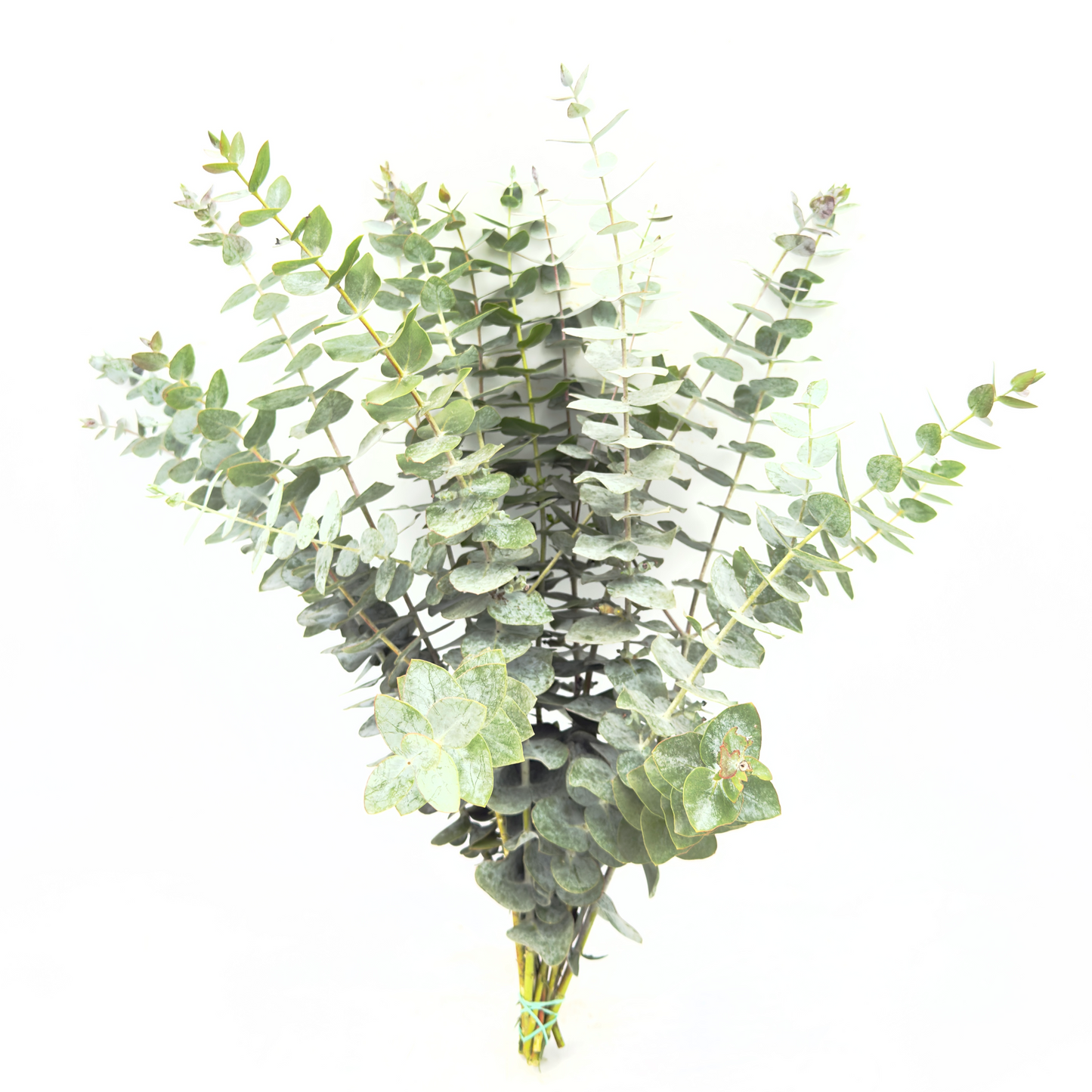 Pulveranta 55cm (x10s)